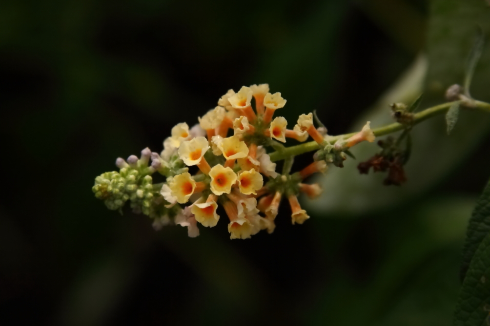2011 08 05 IMG 35531